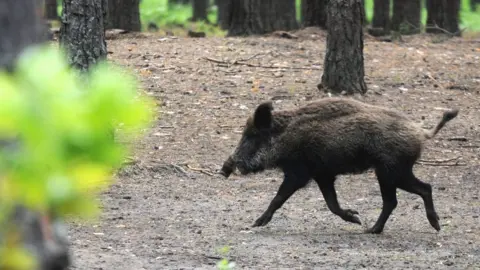 Getty Images Wild boar