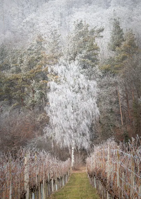 Bernadette Benz Frosted Silver Birch