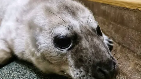 RSPCA Jasper John the seal