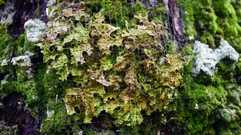 Stuart Walker/National Trust Lungwort secured by netting