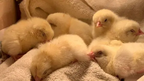 Linjoy Wildlife Sanctuary Chicks