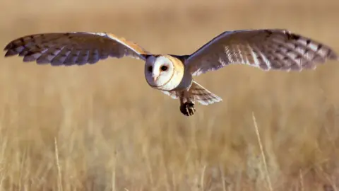 Getty Images Barn owl