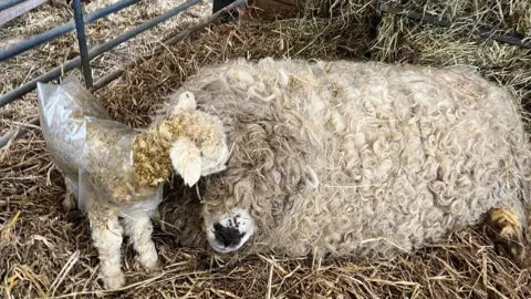 Lamb and mum looking after each other