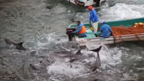 AFP Dolphins are rounded up in Taiji, Japan (Jan 2014)