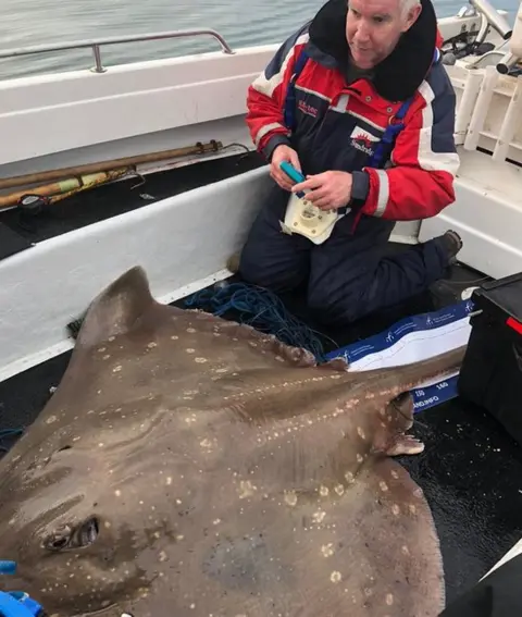 Sea Deep NI Ronald Surgenor tags a flapper skate