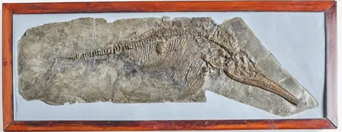 NHM A specimen of Ichthyosaurus communis that was discovered by Mary Anning