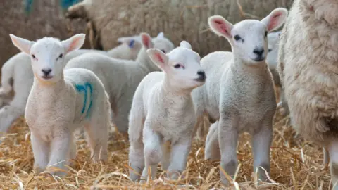 Getty Images Lambs in a shed