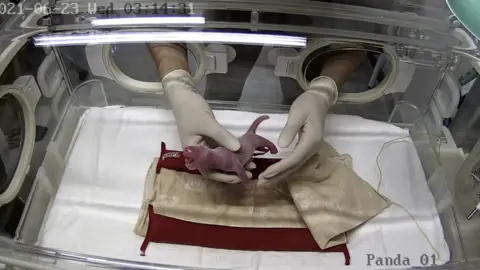 Tokyo Zoological Park Society One of the panda cubs is placed in an incubator