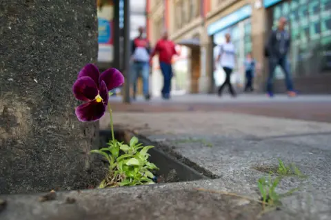 Paul Harfleet Pansy in Oxford Road, Manchester