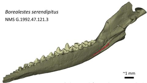 New Study Of Skye's Mouse-like Jurassic Animal - BBC News