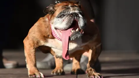 AFP/Getty Zsa Zsa, an English bulldog, stands on stage