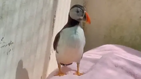 GSPCA A photo of Pedro