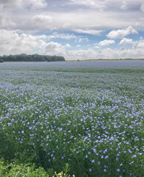 Fay Grimmett Flowers in bloom in Bulkington, Warwickshire