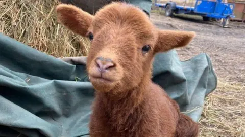 PA Media Steven the lamb