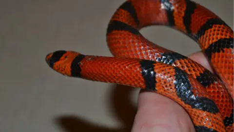 RSPCA Cymru Snake found in a bin