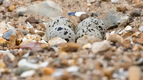 Phil Gwilliam Ringed plover eggs