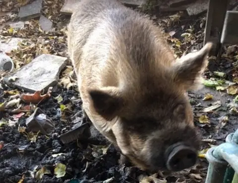 Thames Water Pickle the pig