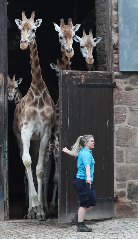 Peter Byrne / PA Media Giraffes at the Chester Zoo