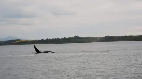 Fergal Glynn - Causeway Boats whale