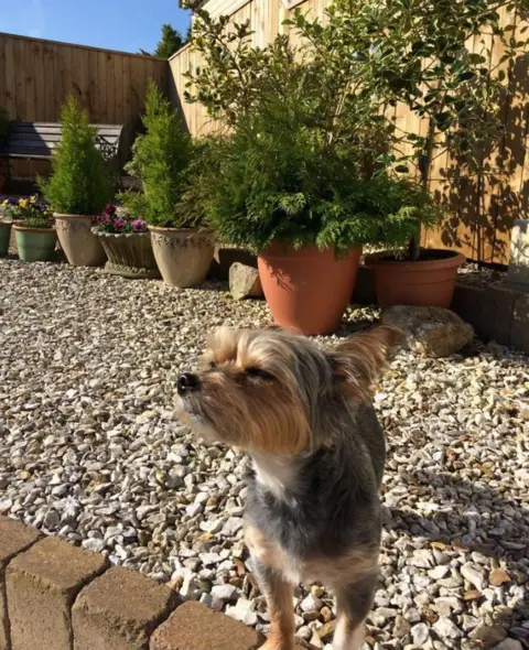 @RosieGamgeeWard Rosie the dog in the sun