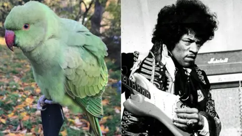 Professor Tim Blackburn /Getty Parakeet and Jimi Hendrix