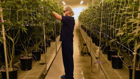 Getty Images A cannabis grower in Nevada