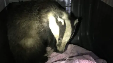 RSPCA badger