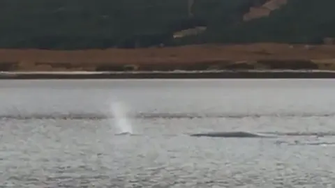 Hugh Maclellan Sperm whale in Loch Eriboll