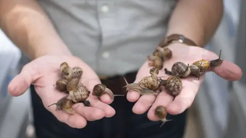 Peconic Escargot Taylor Knapp holding some of his snails