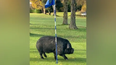 Jane Bedford Pig on the course