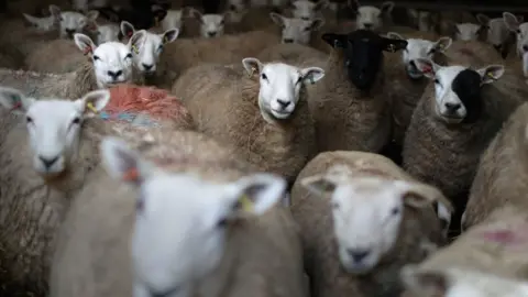 Getty Images Sheep at a farm in Wales