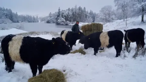 The Herdwick Experience Jon Watson with cows in snow