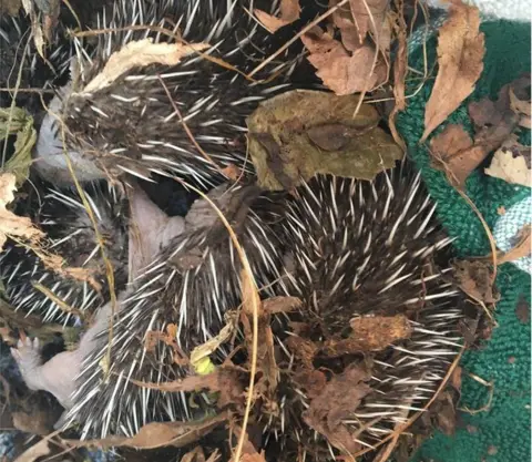 North Devon Animal Ambulance Hedgehog