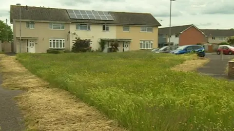 BBC Non-mowed grass