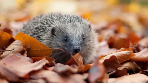 Tom Marshall/The Wildlife Trusts Hedgehog