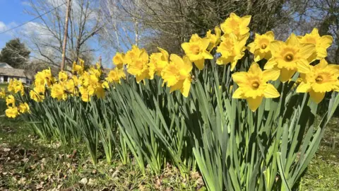 Helen Mulroy/BBC Daffodils growing in Thriplow, Cambridgeshire