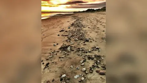 Paul Grainger /PA Wire  Dead crabs at Seaton Carew