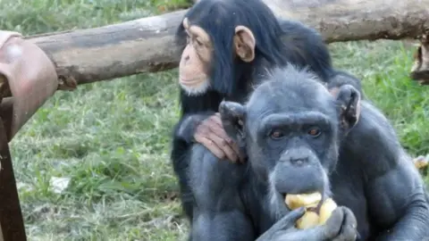 Welsh Mountain Zoo Welsh Mountain Zoo animal