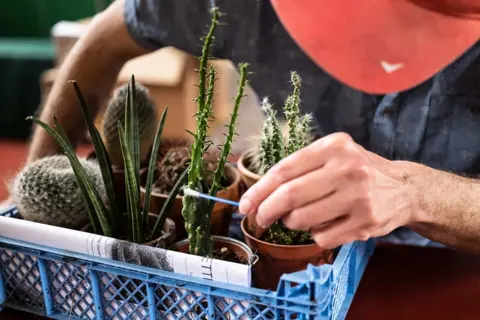 Jim Grover Tending to cacti