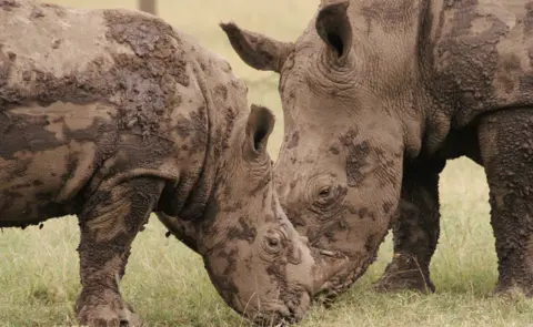 Peter Njoroge Adolescent female southern white rhino and her calf at Ol Pejeta Conservancy in central Kenya