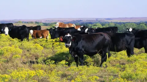 Getty Images Cattle on a ranch in Kansas