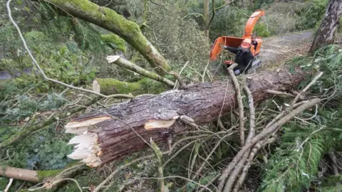 National Trust Wales Bodnant Garden trees