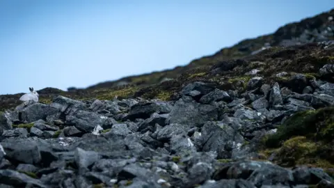 Paul Noble/SAIS Southern Cairngorms Mountain hare in Southern Cairngorms