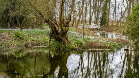 Anthony P Morris Snowdrops at Waterperry