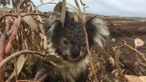 Koala in plantation