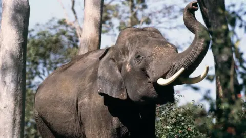 Asian or Asiatic elephant (Elephas maximus) Elephantidae, India.