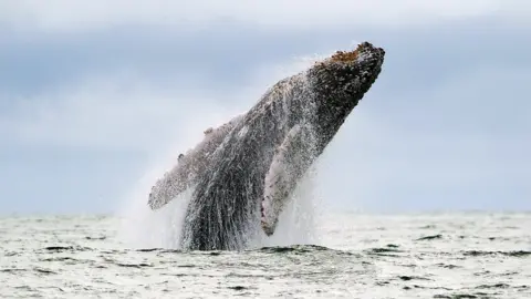 Getty Images Whale