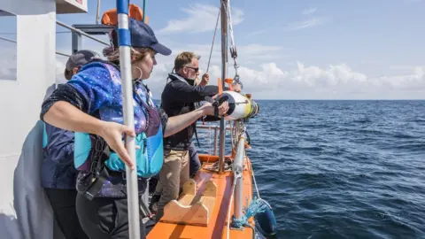Jane Morgan/WWF UK Basking shark