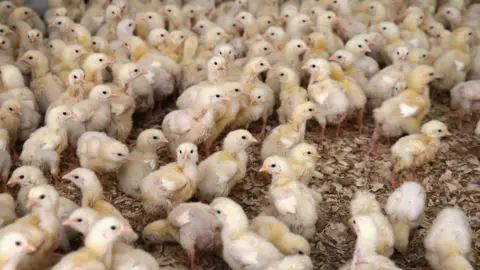 Getty Images American chicken farm