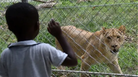 Getty Images A child looks at a lion inside an enclosure at Abidjan zoo